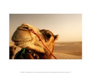 Arabian Camel 10.00 x 8.00 Poster Print