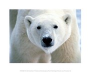 Arctic Polar Bear 10.00 x 8.00 Poster Print