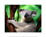 Koala Bear Holding a Tree 10.00 x 8.00 Poster Print