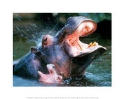 Hippos Showering 10.00 x 8.00 Poster Print