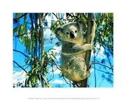 Koala On a Tree 10.00 x 8.00 Poster Print