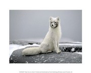 Polar Fox on a Rock 10.00 x 8.00 Poster Print