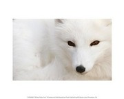 White Polar Fox 10.00 x 8.00 Poster Print