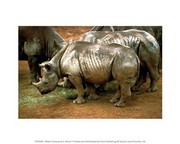 Black Rhinoceros in Africa 10.00 x 8.00 Poster Print