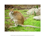 Kangaroo 10.00 x 8.00 Poster Print