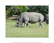 Rhino Grazing 10.00 x 8.00 Poster Print