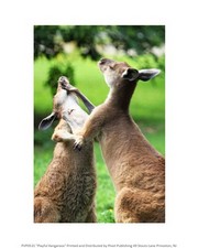 Playful Kangaroos 8.00 x 10.00 Poster Print