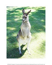 Kangaroo 8.00 x 10.00 Poster Print