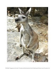Kangaroo at the Zoo 8.00 x 10.00 Poster Print