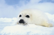Baby Seal Cub - Art Print | Movie Poster Prints from Posterazzi