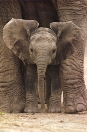 Big Ears (Baby Elephant) - Art Print | Movie Poster Prints from Posterazzi