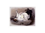 Black and White Rabbits - Art Print by S. Teissier | Movie Poster Prints from Posterazzi
