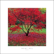 Acer - Art Print by Bent Rej | Movie Poster Prints from Posterazzi