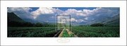 A. Proust - Motte Estate South Africa Size 36x13 - Art Print by A. Proust | Movie Poster Prints from Posterazzi