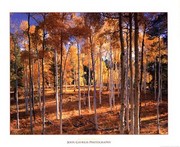 Autumn Aspens - Art Print by John Gavrilis | Movie Poster Prints from Posterazzi