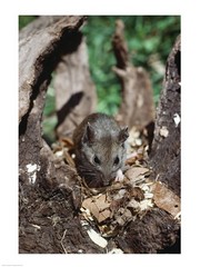 Deer Mouse - Art Print | Poster Prints from Posterazzi