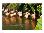 American Flamingoes Wading in Water 24.00 x 18.00 Poster Print
