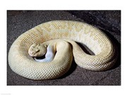 Albino Rattlesnake 24.00 x 18.00 Poster Print