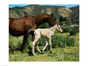 A Palomino Mare and a Colt 24.00 x 18.00 Poster Print