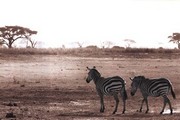 African Plains - Art Print by Jorge Llovet | Movie Poster Prints from Posterazzi