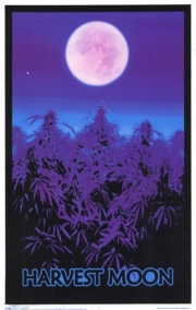 Black Light - Harvest Moon - Art Print | Movie Poster Prints from Posterazzi