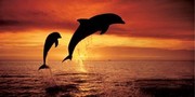 "Bottlenose Dolphins, The Caribbean" - Art Print by Stuart Westmorland | Movie Poster Prints from Posterazzi