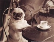 Cafe Pug - Art Print by Jim Dratfield | Movie Poster Prints from Posterazzi